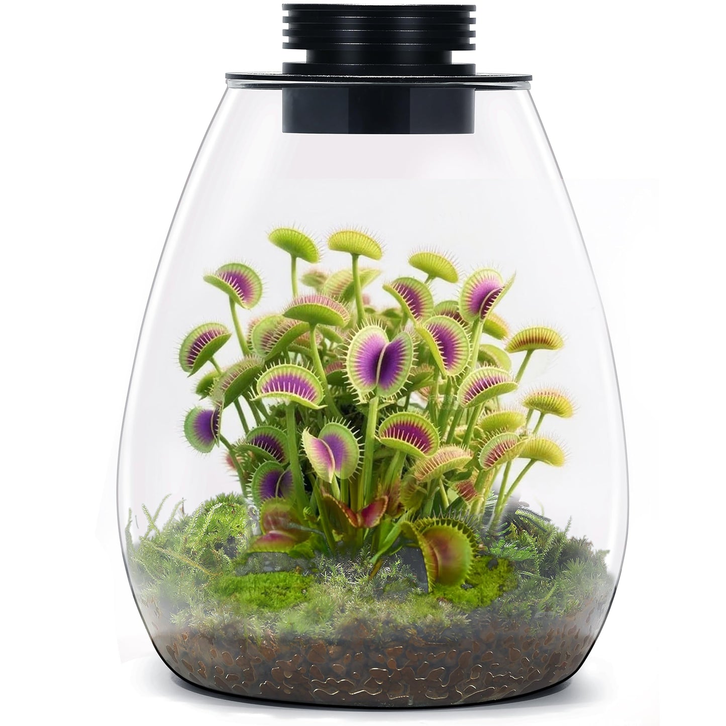 Desktop Glass Terrarium with Grow Light by AREPK